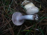 Cortinarius fraudulosus image