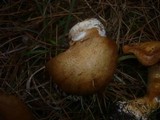 Cortinarius glaucopus image