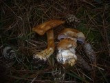 Cortinarius glaucopus image