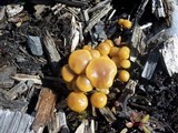 Kuehneromyces lignicola image