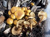 Kuehneromyces lignicola image