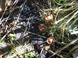 Conocybe rugosa image