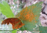 Gymnoconia nitens image