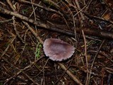 Mycena pura image