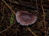 Mycena pura image