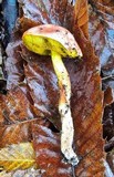 Aureoboletus gentilis image