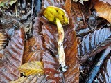 Aureoboletus gentilis image