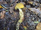 Leccinellum crocipodium image