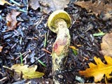 Leccinellum crocipodium image