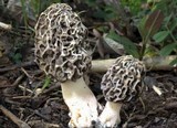Morchella esculentoides image