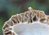 Morchella esculentoides image