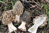Morchella esculentoides image