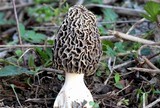 Morchella esculentoides image