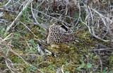 Morchella esculentoides image