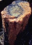 Fusicolla merismoides image