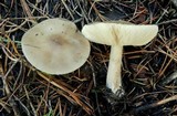 Melanoleuca evenosa image