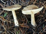 Melanoleuca evenosa image