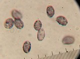 Melanoleuca evenosa image