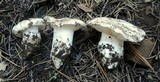 Hygrophorus subalpinus image