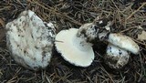Hygrophorus subalpinus image