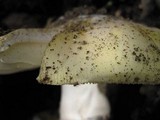 Amanita vernicoccora image