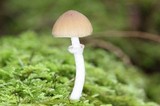 Psathyrella longistriata image