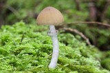Psathyrella longistriata image