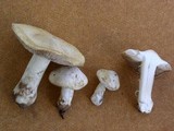 Inocybe sambucina image