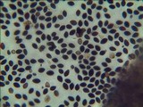 Panaeolus subbalteatus image