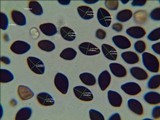 Panaeolus subbalteatus image