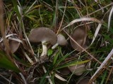 Helvella cupuliformis image