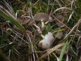 Helvella cupuliformis image