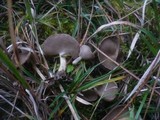 Helvella cupuliformis image