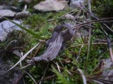 Helvella lacunosa image
