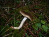 Hygrophorus latitabundus image