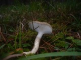 Hygrophorus latitabundus image