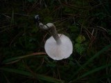 Hygrophorus latitabundus image