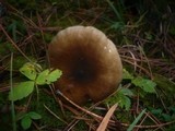 Hygrophorus latitabundus image
