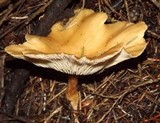 Clitocybe squamulosa image