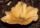 Clitocybe squamulosa image