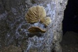 Entoloma byssisedum image