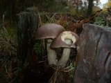 Image of Leccinum brunneogriseolum
