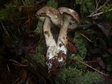 Leccinum brunneogriseolum image