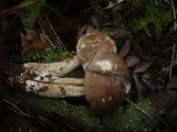 Leccinum brunneogriseolum image
