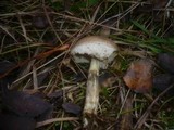 Leccinum brunneogriseolum image