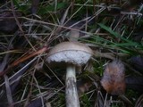 Leccinum brunneogriseolum image