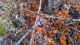 Anthracobia macrocystis image