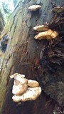 Postia fragilis image