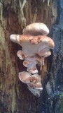 Postia fragilis image