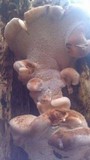 Postia fragilis image
